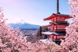 Japan Cherry Blossom Trail — Tokyo, Kyoto & Osaka travel experience