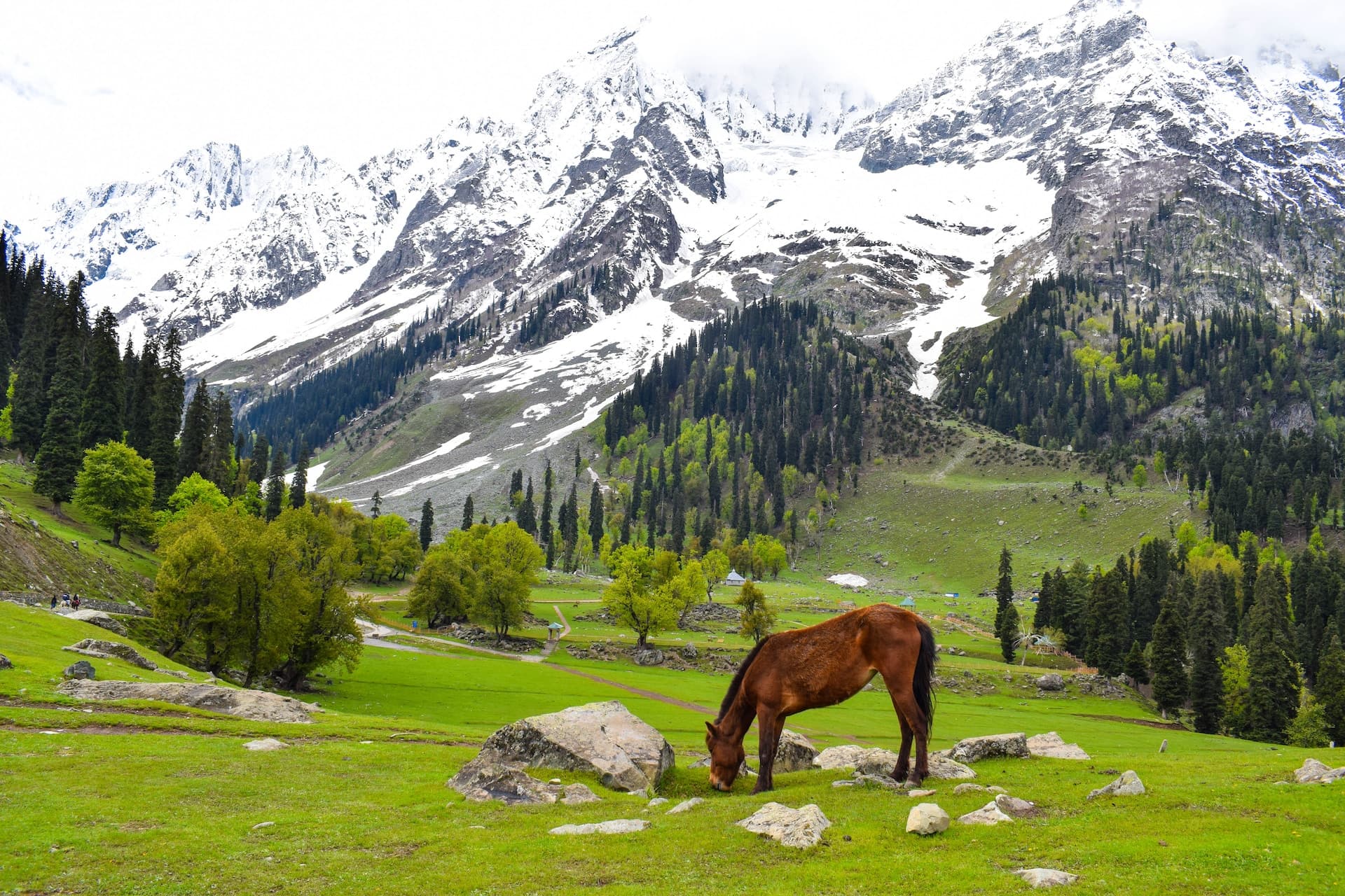 Kashmir Tulip & Valley Trail — Srinagar & Gulmarg, J&K travel experience